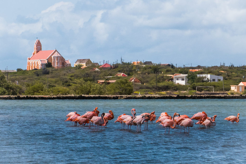 Flamingoes in Curacao