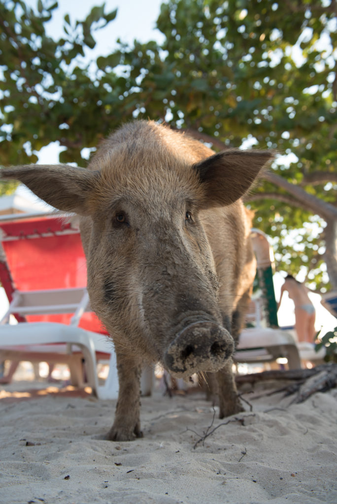Wild pigs at Playa PortoMari Curacao