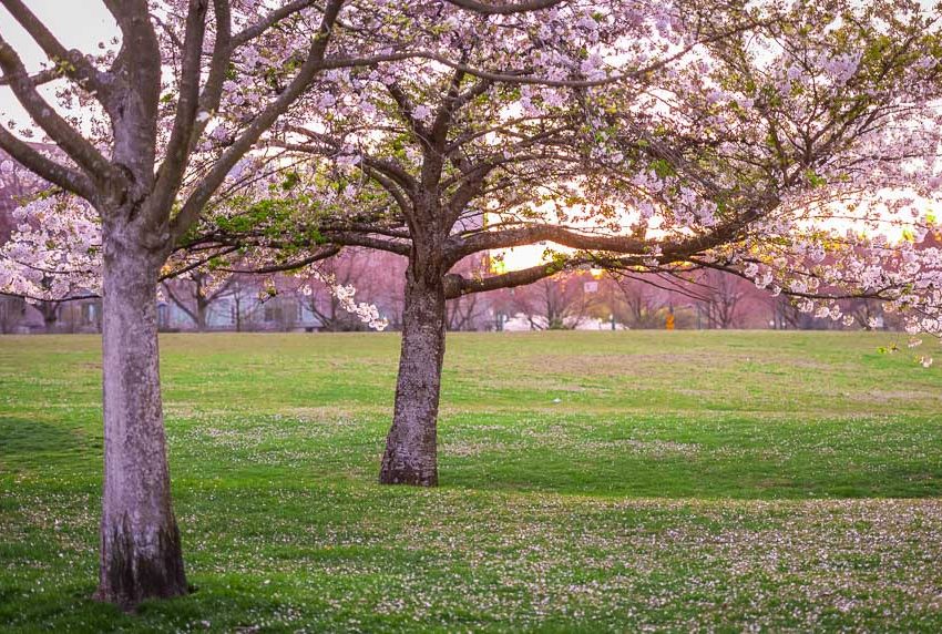 Cherry Blossoms Devonian Park