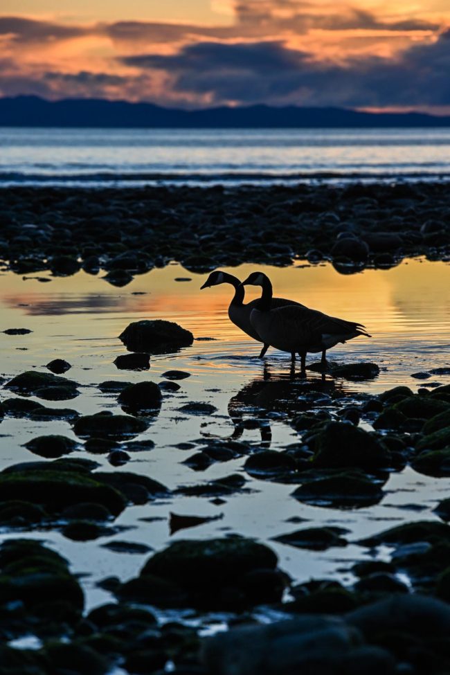 Geese on beach at sunset photography