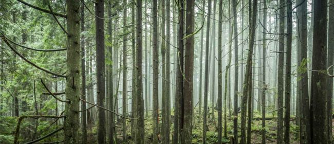 Misty North Vancouver Forest