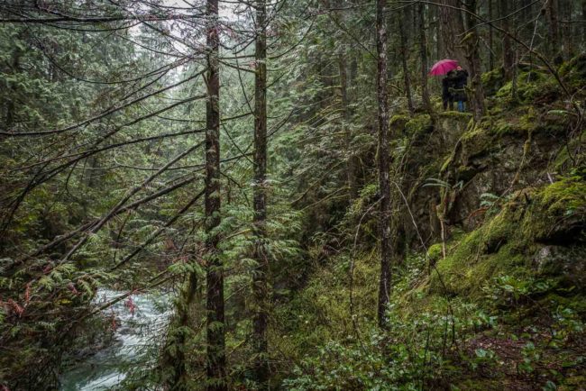 Forest Bathing in North Vancouver